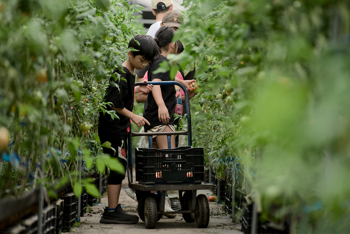 左圖：佳格營養教育營帶領博幼學童摘採當地溫室蕃茄做為食材